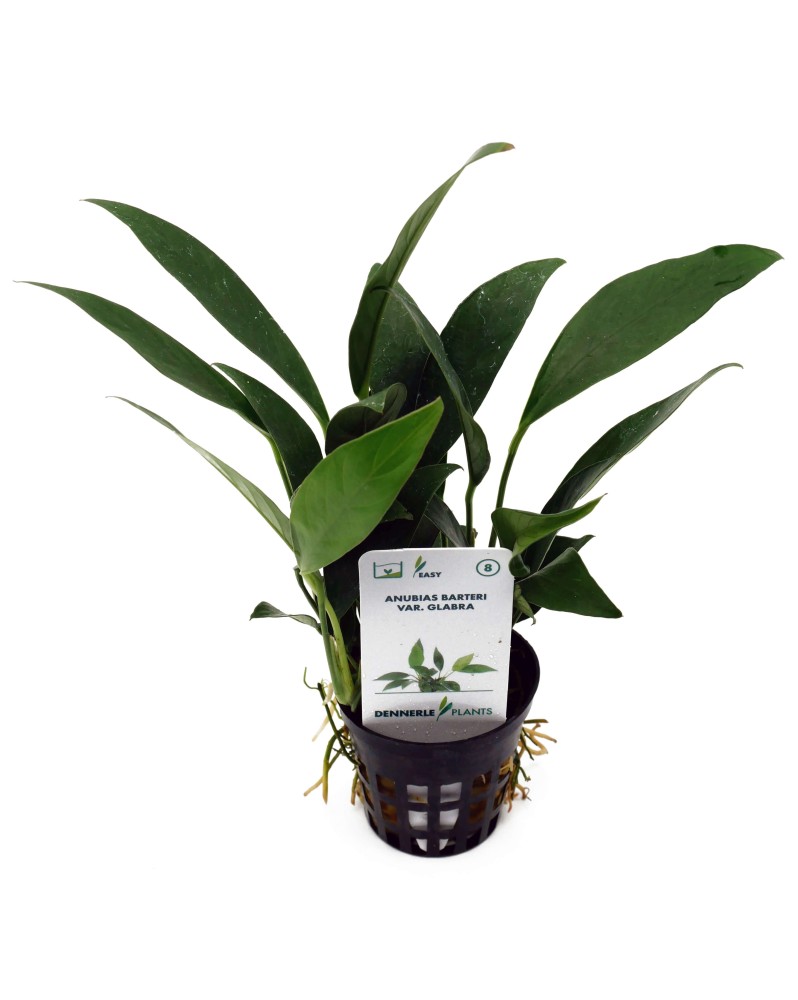 Anubias barteri Glabra sur racine