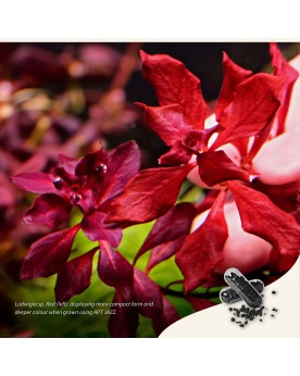 Capsules engrais APT JAZZ pour croissance des plantes