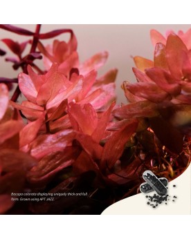 Capsules engrais APT JAZZ pour croissance des plantes