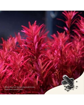 Capsules engrais APT JAZZ pour croissance des plantes