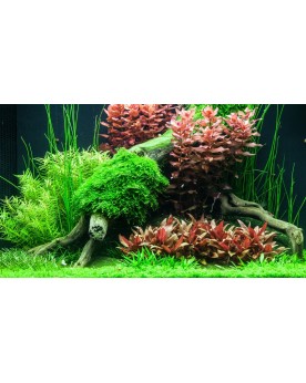 Alternanthera miniature tapis pourpre d environ 5 cm