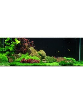 Alternanthera miniature tapis pourpre d environ 5 cm