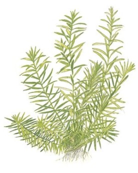 Didiplis diandra plante a tige origine Amerique du Nord