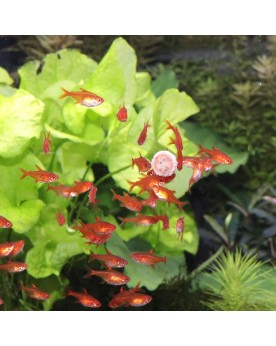 Comprime pour poissons taille M 1-20 cm
