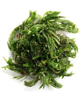 Didiplis diandra plante a tige origine Amerique du Nord