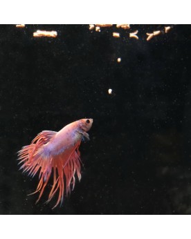 Batonnets prebiotiques pour betta avec astaxanthine