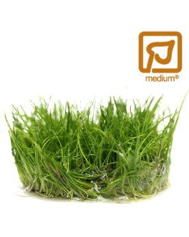 Eleocharis acicularis Mini en petits bouquets