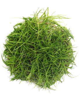 Eleocharis acicularis Mini en petits bouquets