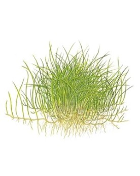 Eleocharis acicularis Mini en petits bouquets