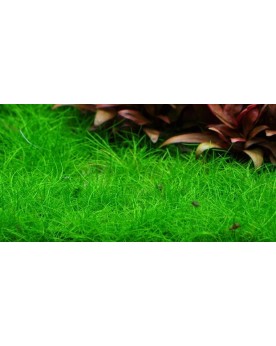 Eleocharis acicularis Mini en petits bouquets