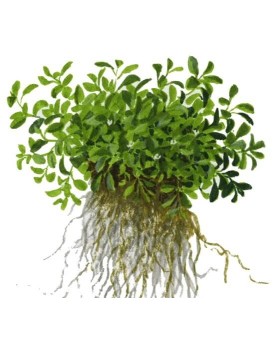 Glossostigma elatinoides en aquarium plante tapissante