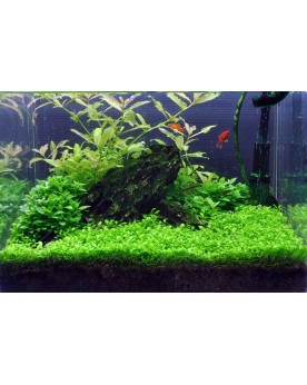 Glossostigma elatinoides en aquarium plante tapissante