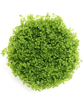 Hemianthus callitrichoides tapis verdoyant en aquarium