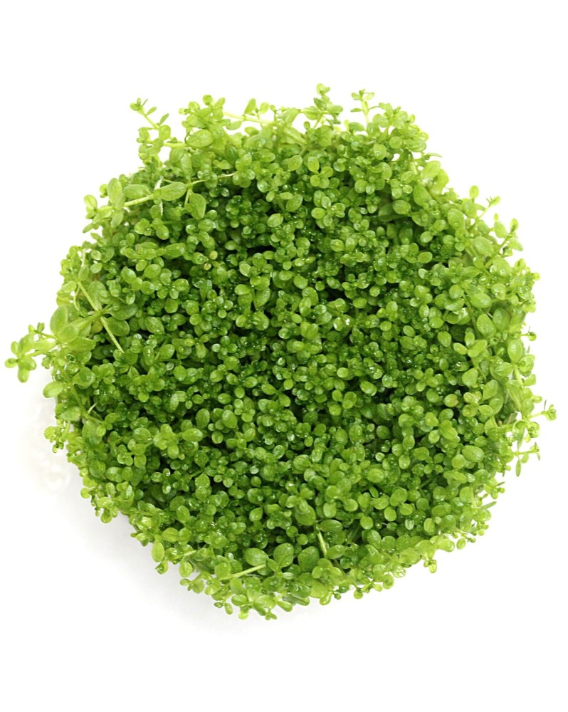 Hemianthus callitrichoides tapis verdoyant en aquarium