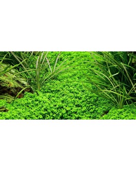 Hemianthus callitrichoides tapis verdoyant en aquarium