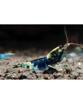 Caridina Crazy Blue - souche coloree et stable