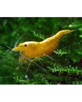 Neocaridina Yellow Fire Neon, crevette jaune qualite Mid