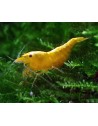 Neocaridina Yellow Fire Neon, crevette jaune qualite Mid