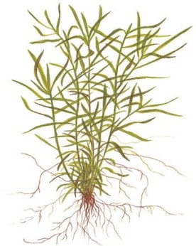 Heteranthera zosterifolia tiges 30-50 cm feuillage dense