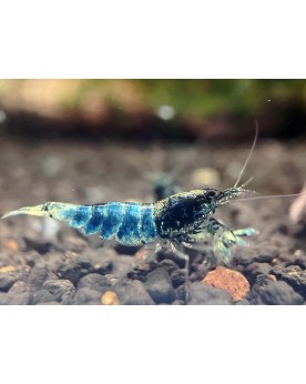 Caridina Crazy Blue - souche coloree et stable