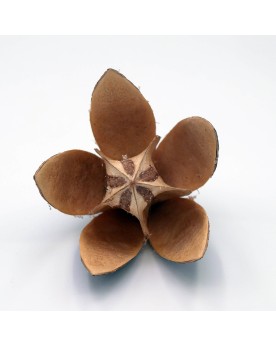 Wild Lily Flower fleurs de Lys sechees pour crevettes