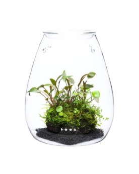 Pot en verre SHIZUKU DOOA H20cm D17cm