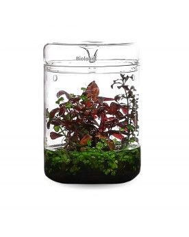 Contenant verre Bioloark pour Wabi Kusa 3 mm