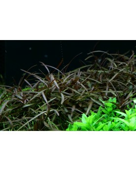Araguaia - Hygrophila lancea plante a tige