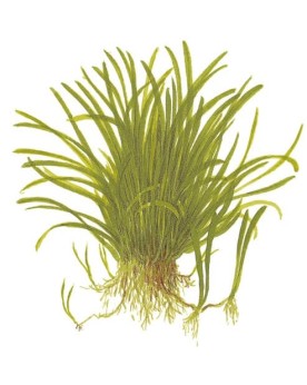 Lilaeopsis brasiliensis en avant plan aquarium