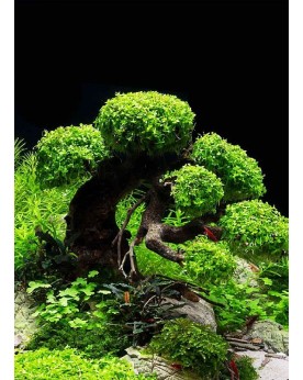 Decor Bonsai Dennerle pour aquarium 30 litres
