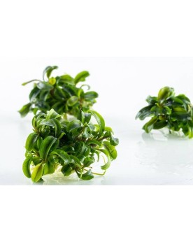 Bucephalandra Needle Leaf Tropica feuilles 2-3 cm