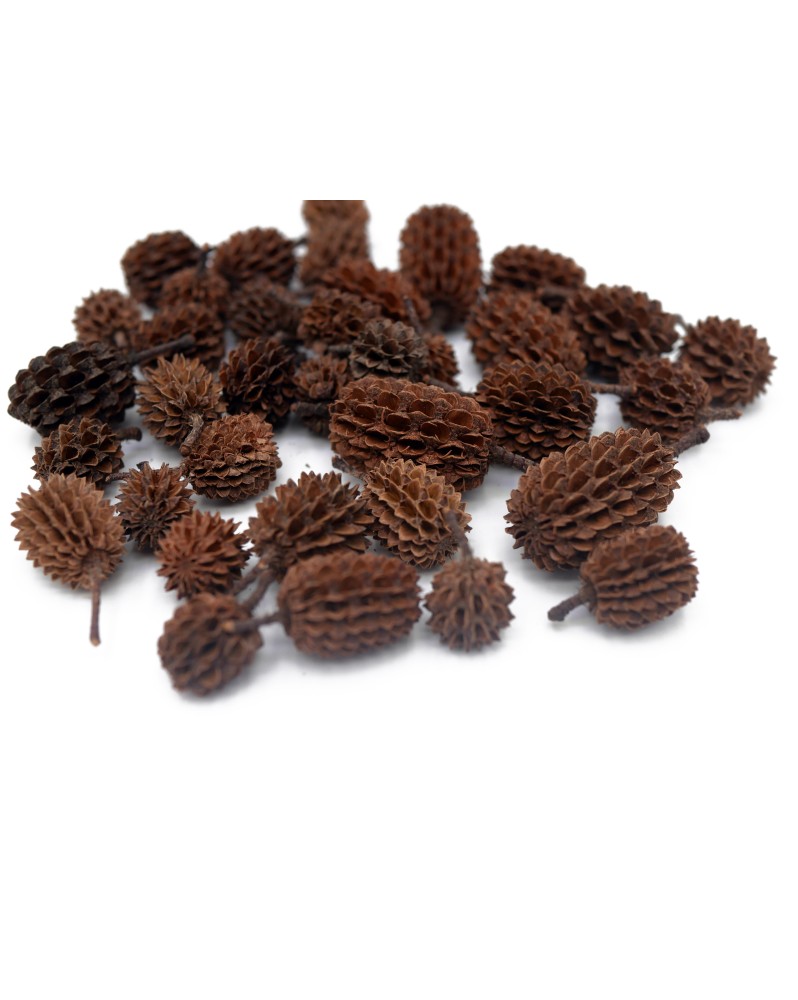 Cones de casuarina pour aquarium et terrarium