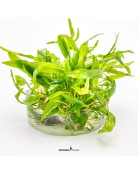 Cryptocoryne aux feuilles changeantes
