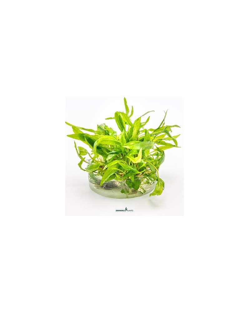 Cryptocoryne aux feuilles changeantes