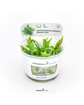 Cryptocoryne aux feuilles changeantes
