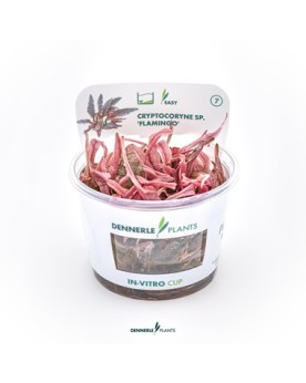 Feuillage rose de la variete Flamingo