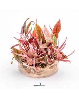 Feuillage rose de la variete Flamingo