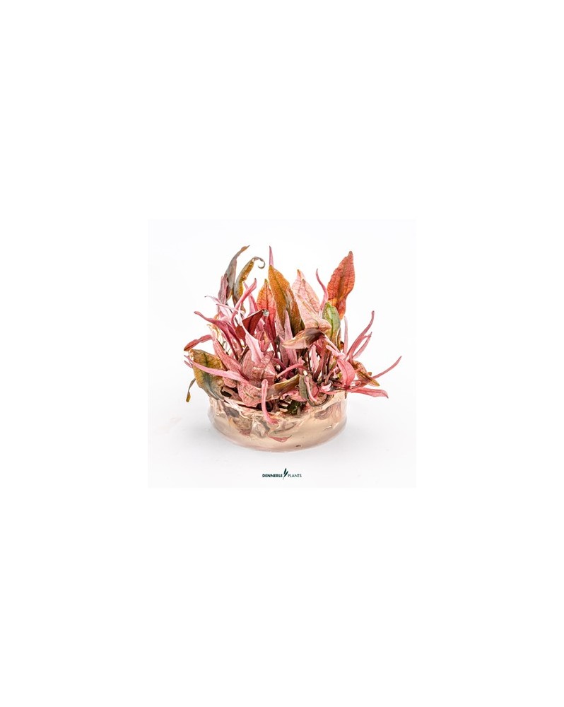 Feuillage rose de la variete Flamingo