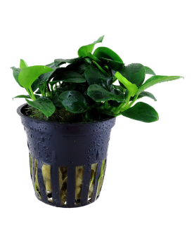Anubias barteri nana bonsai sur racine ou pierre
