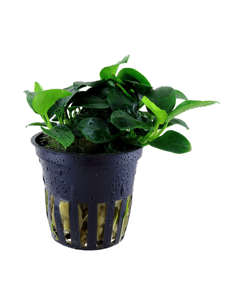 Anubias barteri nana bonsai sur racine ou pierre