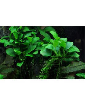Anubias barteri nana bonsai sur racine ou pierre