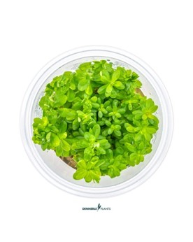 Rotala indica ex Ammania spec Bonsai en aquarium