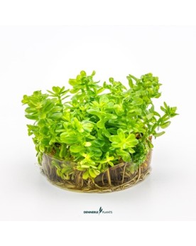 Rotala indica ex Ammania spec Bonsai en aquarium