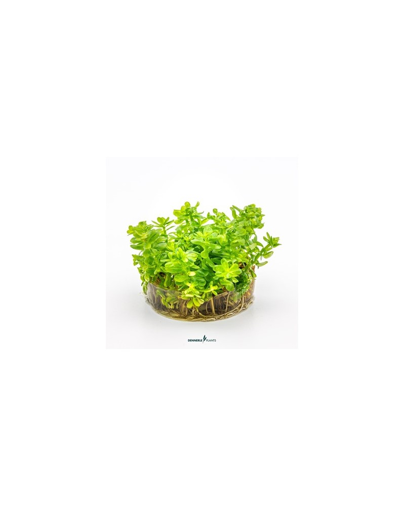 Rotala indica ex Ammania spec Bonsai en aquarium