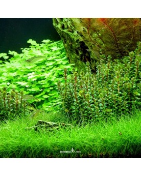 Rotala indica ex Ammania spec Bonsai en aquarium