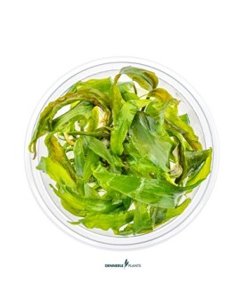 Cryptocoryne usteriana en milieu submergee