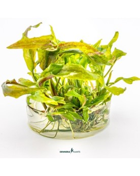 Cryptocoryne usteriana en milieu submergee
