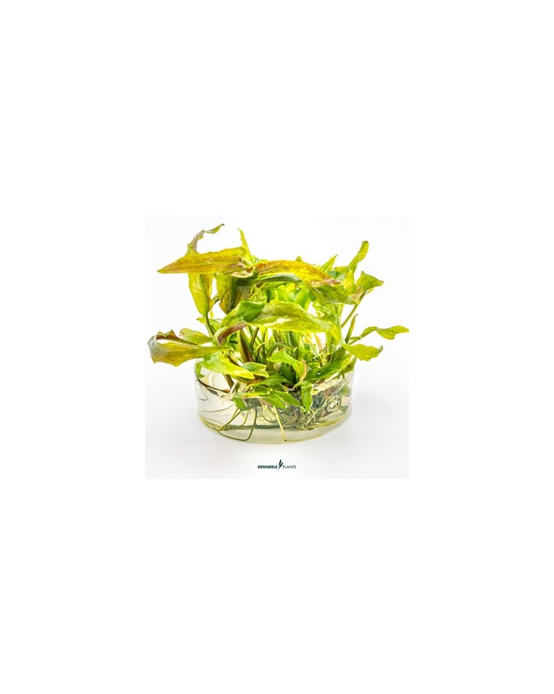 Cryptocoryne usteriana en milieu submergee