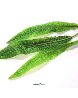 Cryptocoryne usteriana en milieu submergee