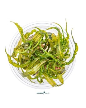 Cryptocoryne crispatula pour arriere plan aquarium